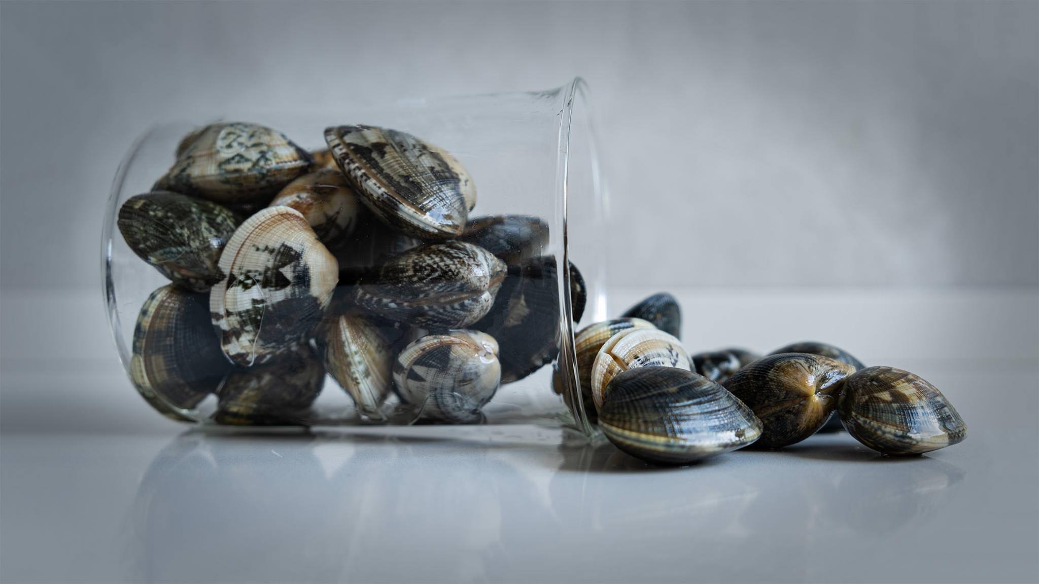 Vongole lupini crude